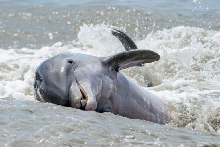 Strand feeding bottlenose dolphin on hilton heds best boat tour.